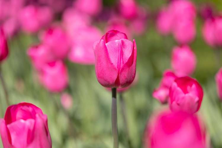 Tulpan 'Don Quichotte'